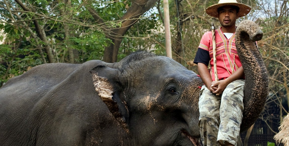 Voyage nord Thaïlande de Bangkok à Chiang Rai, Kornak et son éléphant à Chiang Rai