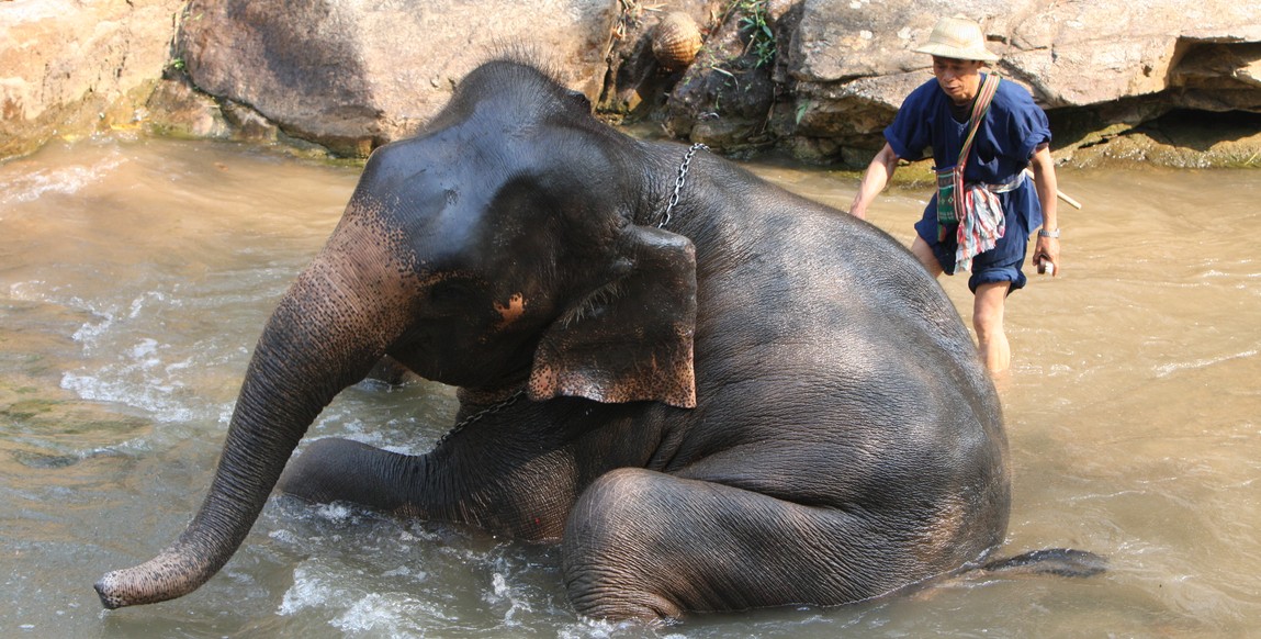 Voyage nord Thaïlande de Bangkok à Chiang Rai, camp de éléphant à Chiang Mai