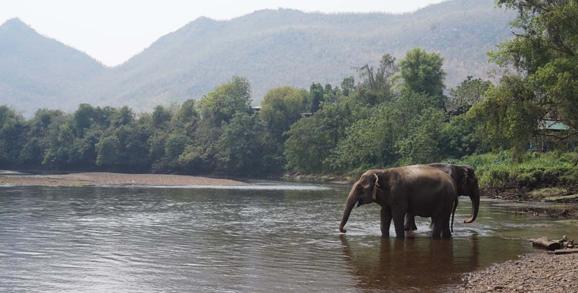 Voyage Thaïlande et Cambodge, Elephant à Kanchanaburi sur la rivière Kwai
