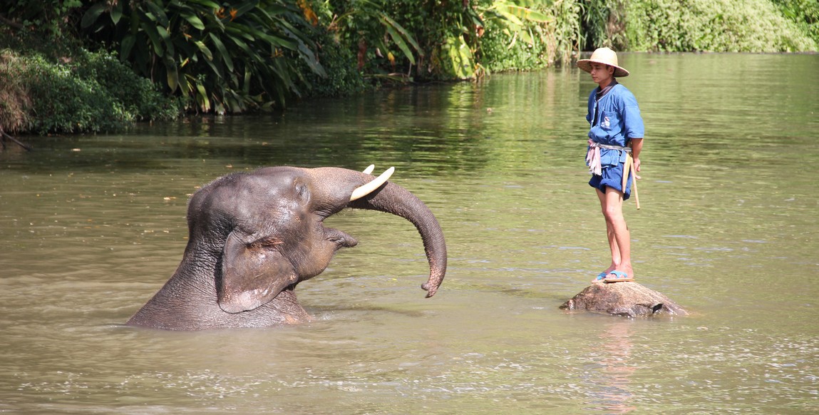 Voyage Thaïlande Laos, centre protection des éléphants près de Lampang