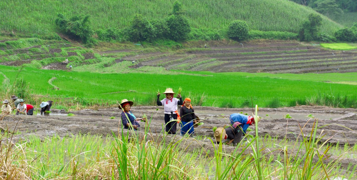 Voyage culinaire en thaïlande, région de Chiang Rai