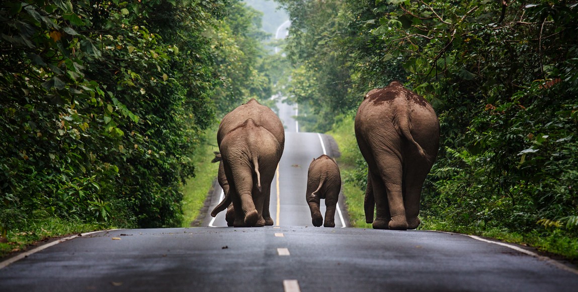 Voyage culinaire en thaïlande, éléphant à Khao Yai