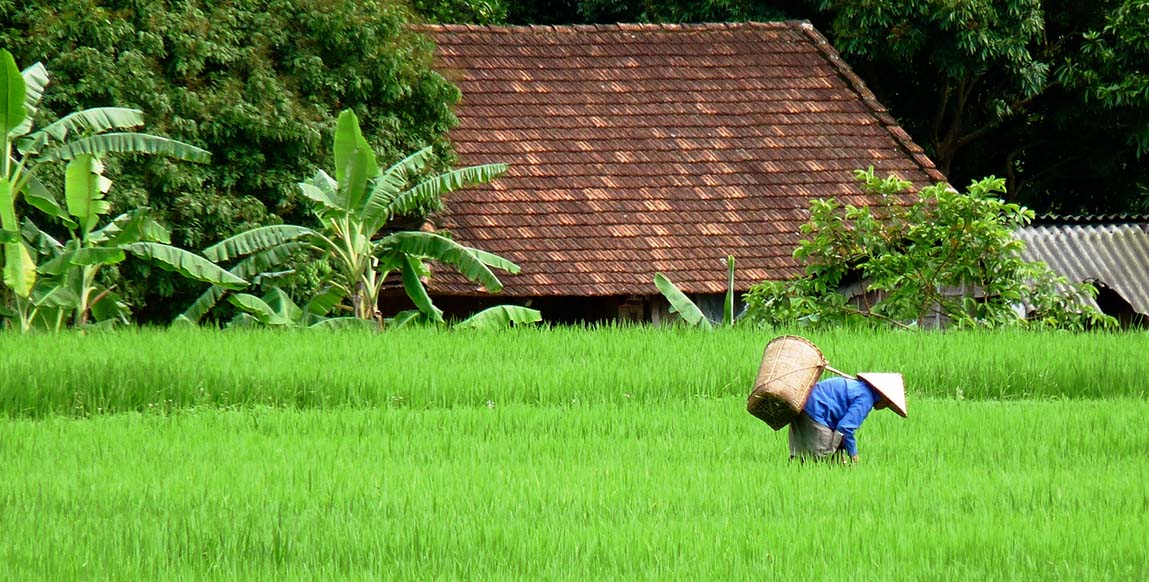 Voyage au Vietnam, de la baie Lan Ha à Saigon, rizières de Mai Chau