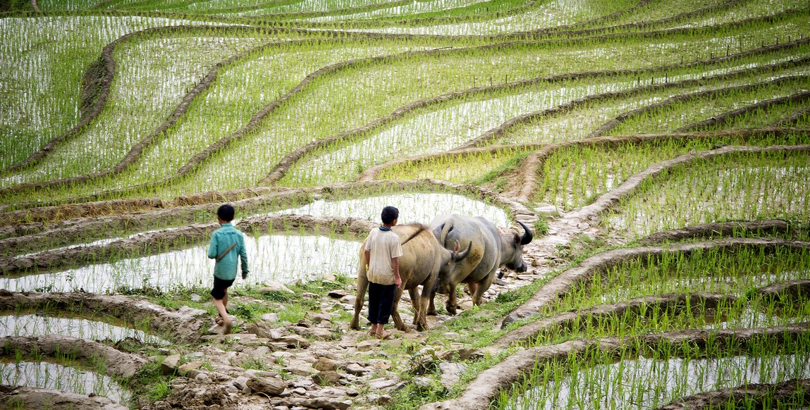 Voyage au Vietnam du nord chez les ethnies montagnardes, travail dans les champs