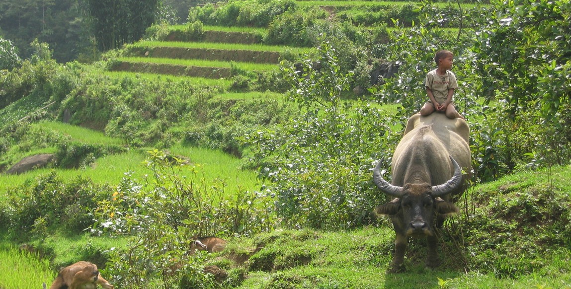 Voyage au Vietnam du nord chez les ethnies montagnardes, enfant sur son buffle